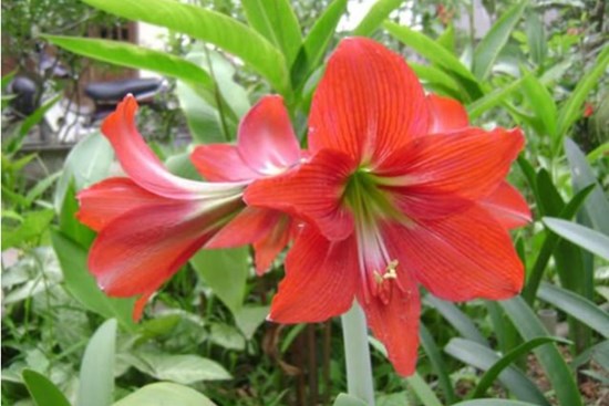 5 loại cây chớ trồng trong nhà kẻo đón vận xui về, tài lộc tiêu tán, dễ gây hại sức khỏe