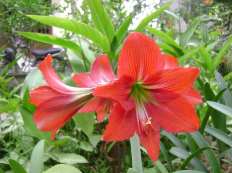 5 loại cây chớ trồng trong nhà kẻo đón vận xui về, tài lộc tiêu tán, dễ gây hại sức khỏe-1