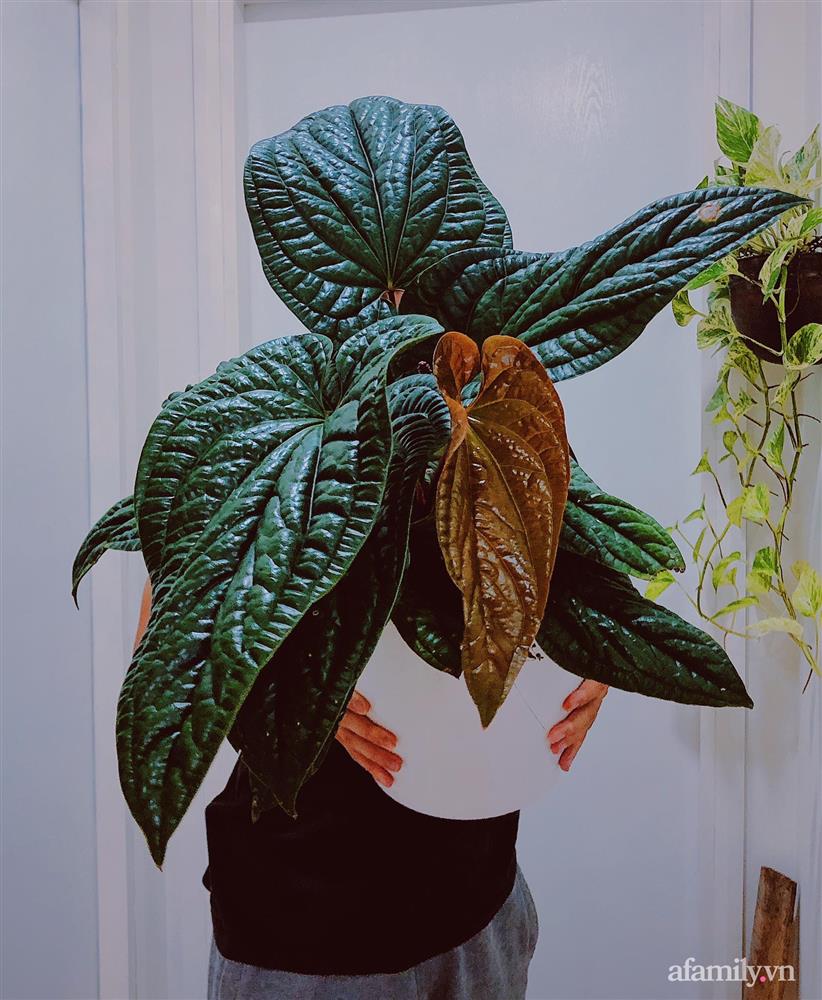 Căn hộ trên tầng cao xanh mát ấn tượng với đủ loại cây nhiệt đới của chàng trai Sài Gòn-11