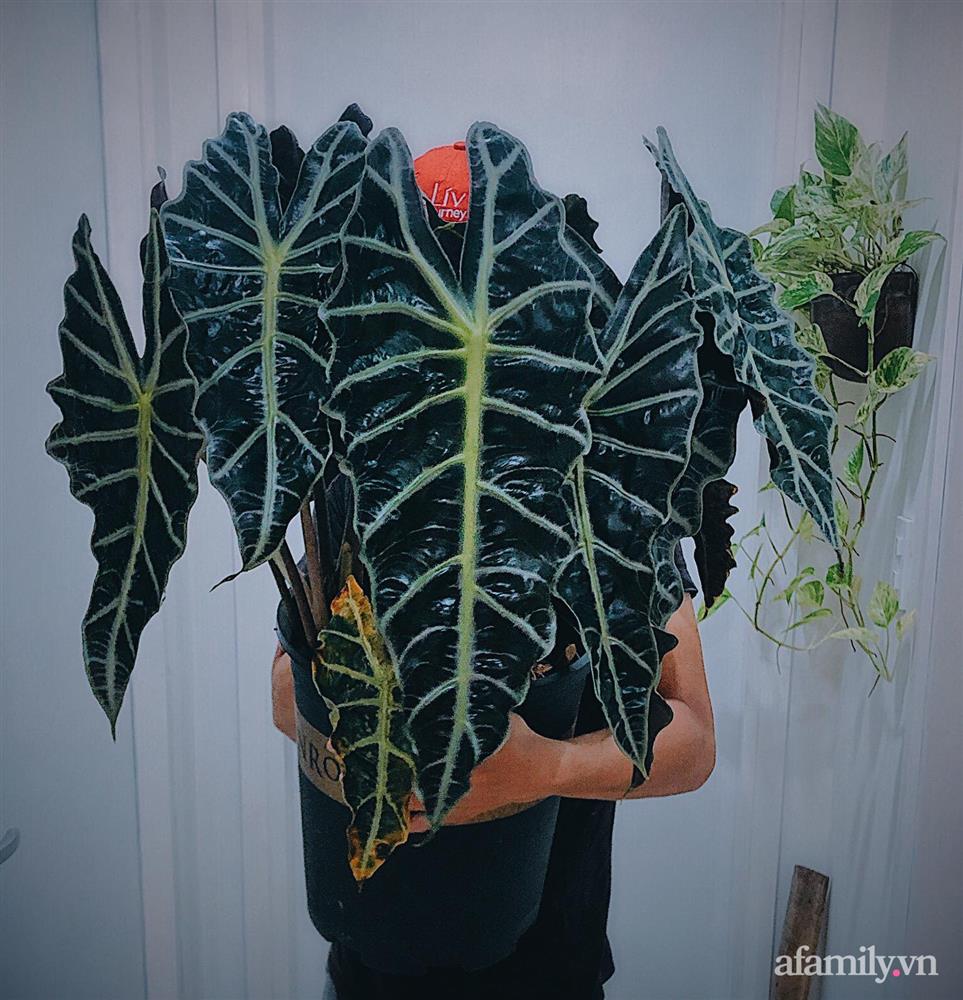 Căn hộ trên tầng cao xanh mát ấn tượng với đủ loại cây nhiệt đới của chàng trai Sài Gòn-12