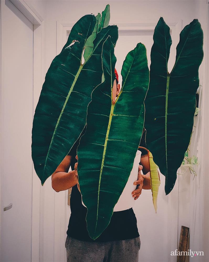 Căn hộ trên tầng cao xanh mát ấn tượng với đủ loại cây nhiệt đới của chàng trai Sài Gòn-13