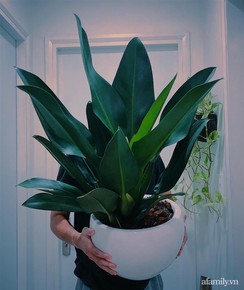 Căn hộ trên tầng cao xanh mát ấn tượng với đủ loại cây nhiệt đới của chàng trai Sài Gòn-14