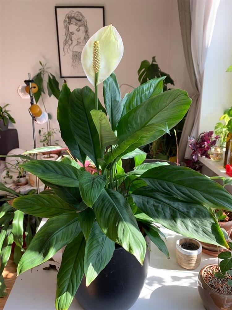 10 loại cây cảnh hút ẩm cho ngôi nhà của bạn-2