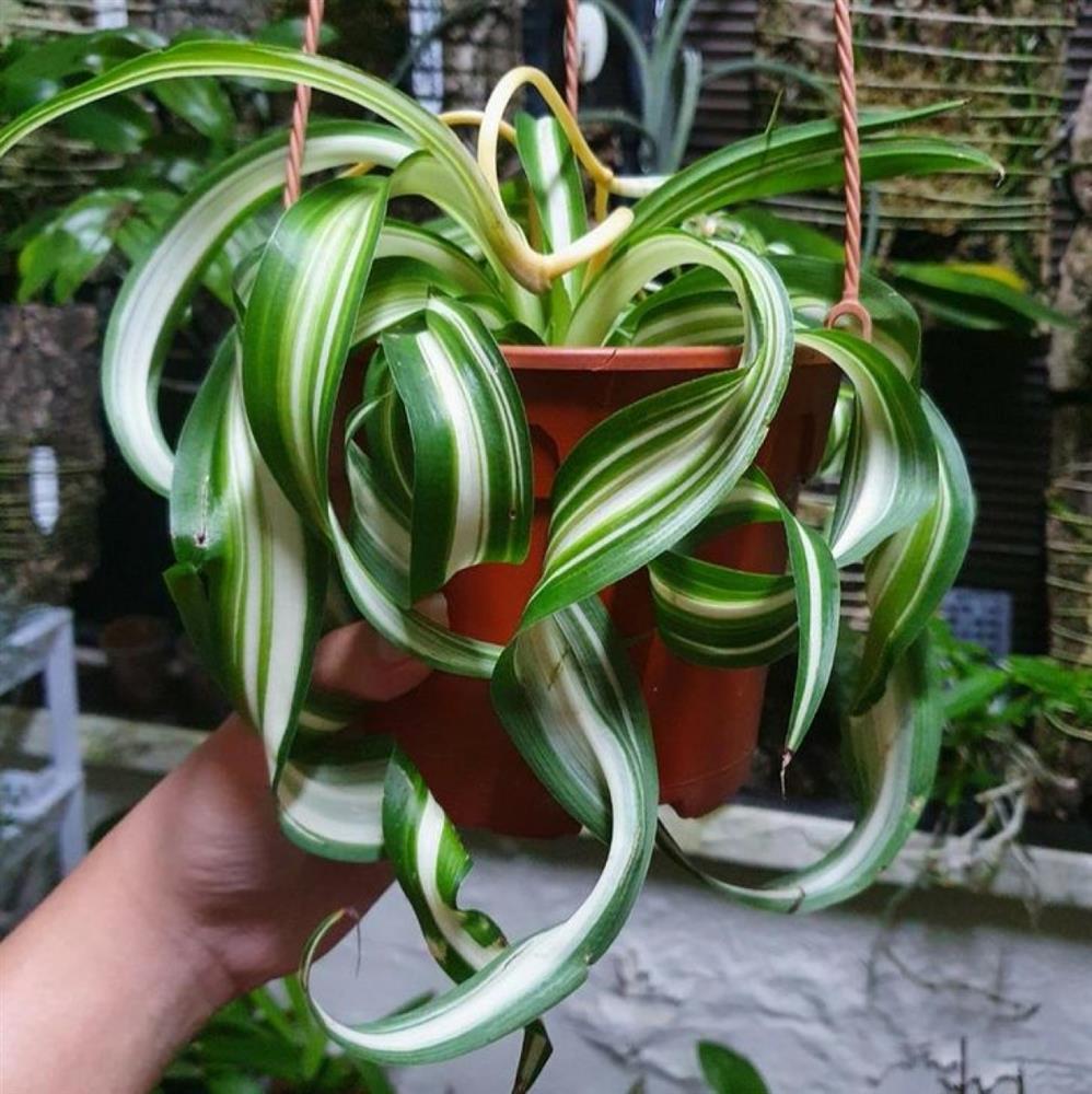 10 loại cây cảnh hút ẩm cho ngôi nhà của bạn-3