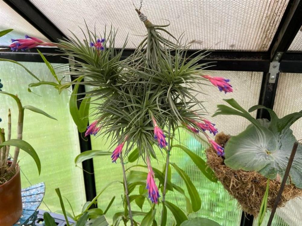 10 loại cây cảnh hút ẩm cho ngôi nhà của bạn-4