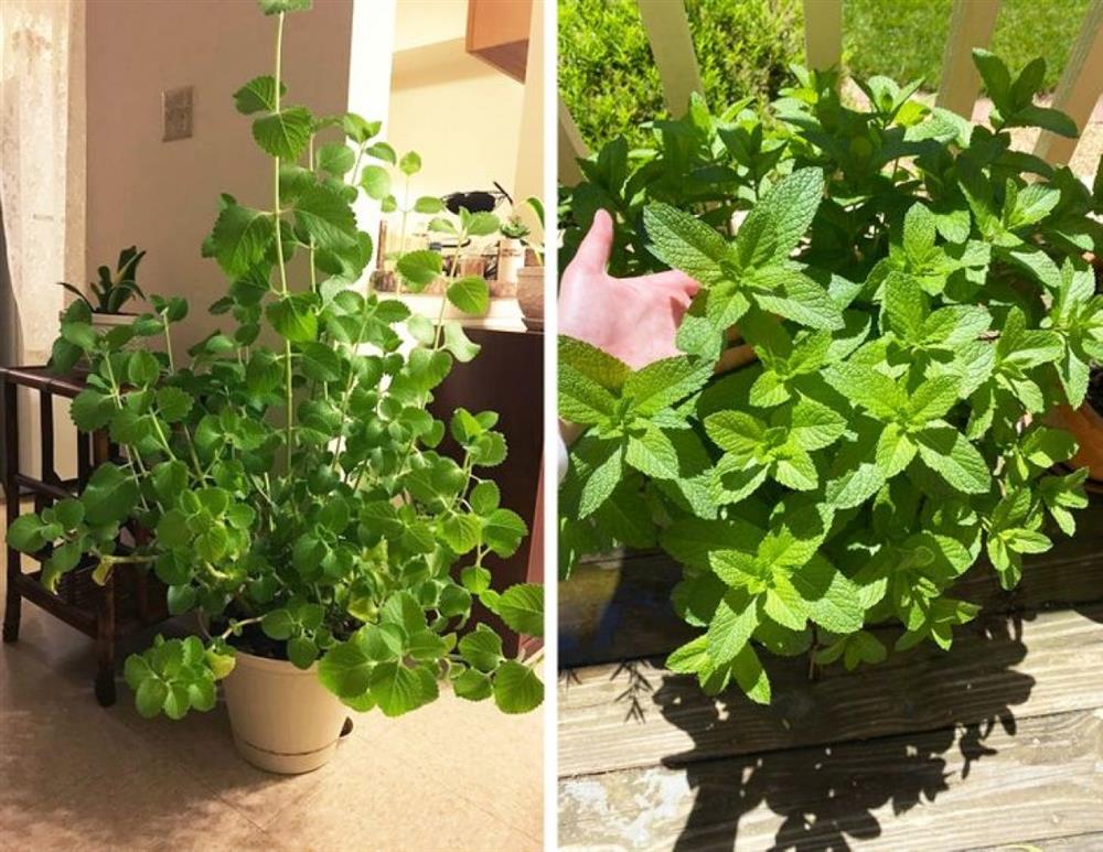 10 loại cây cảnh hút ẩm cho ngôi nhà của bạn-6