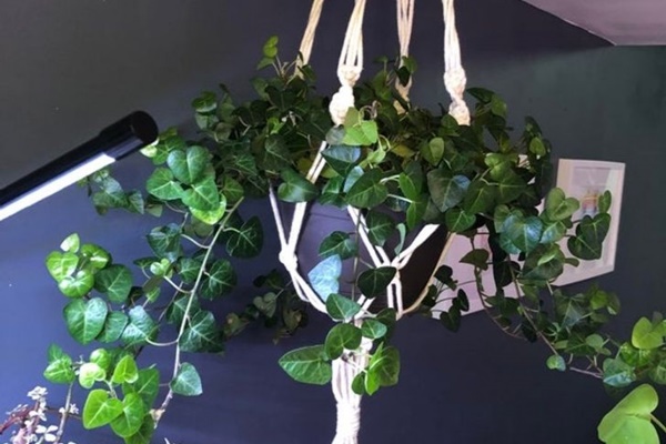 8 loại cây cảnh nổi như cồn nhưng lại bị chuyên gia cảnh báo nguy cơ ngộ độc, trẻ nhỏ hay thú cưng ăn phải đều gay go-9