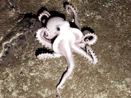 Đặc sản chân dài ở Quảng Ninh, giá bạc triệu nhưng có tiền chưa chắc đã mua được-3