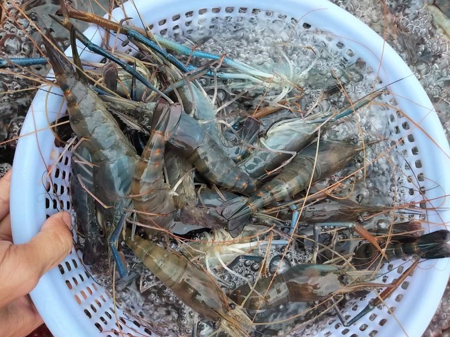 Nhiều loại hải sản có giá rẻ chưa từng có, cua biển chỉ từ 120.000 đồng/kg-2