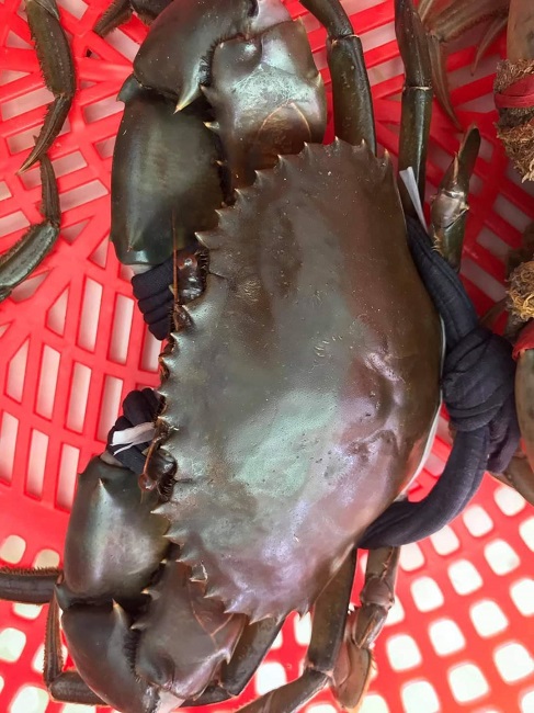 Nhiều loại hải sản có giá rẻ chưa từng có, cua biển chỉ từ 120.000 đồng/kg-3