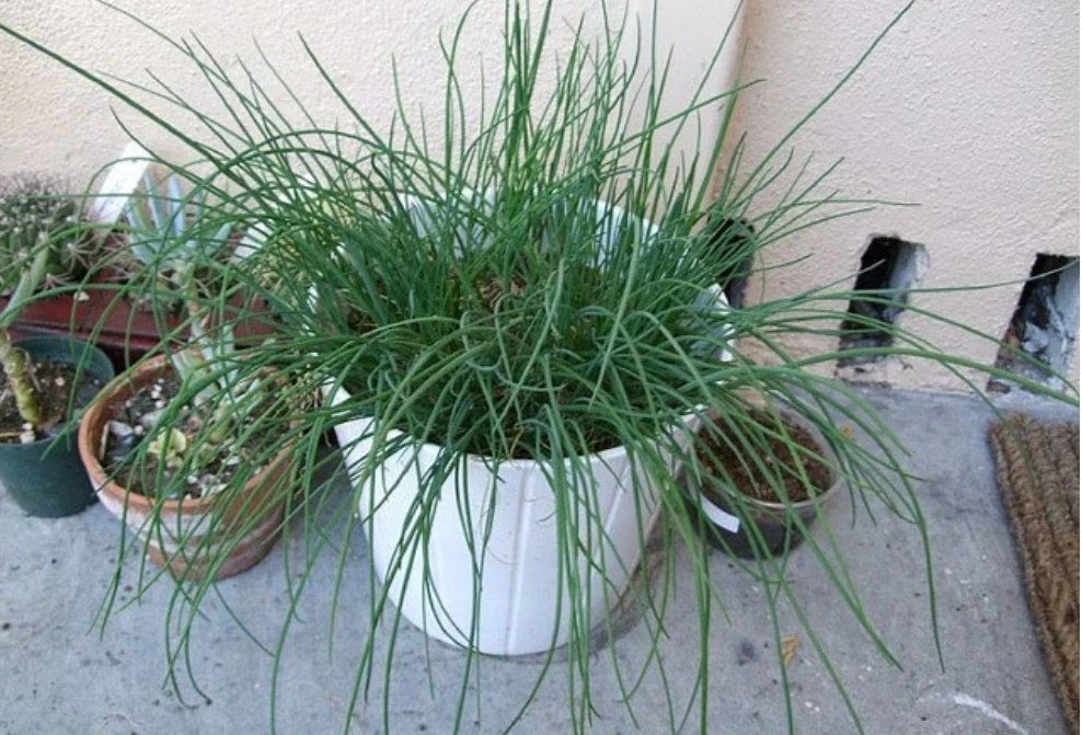 Mua rau gia vị về đừng vứt rễ đi, trồng theo cách này siêu đơn giản, ăn thoải mái, hết lại tự lên-3