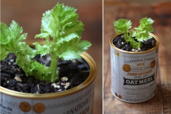 Mua rau gia vị về đừng vứt rễ đi, trồng theo cách này siêu đơn giản, ăn thoải mái, hết lại tự lên