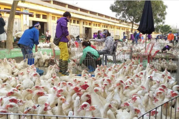 Trung Quốc phát hiện người đầu tiên nhiễm cúm gia cầm H3N8-1