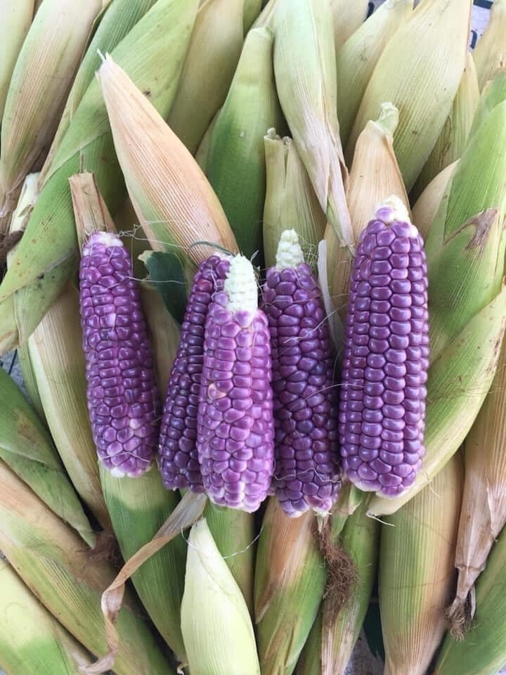 Ngô tí hon tím mọng lạ mắt, nằm nhà đặt mua trăm bắp ăn vặt-3