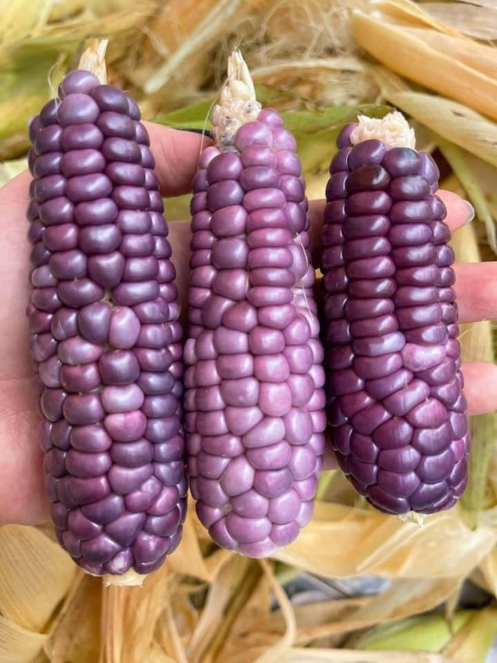 Ngô tí hon tím mọng lạ mắt, nằm nhà đặt mua trăm bắp ăn vặt-4