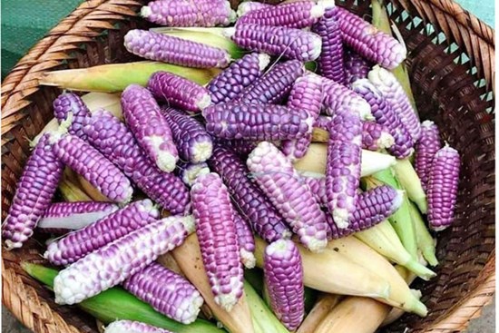 Ngô tí hon tím mọng lạ mắt, nằm nhà đặt mua trăm bắp ăn vặt