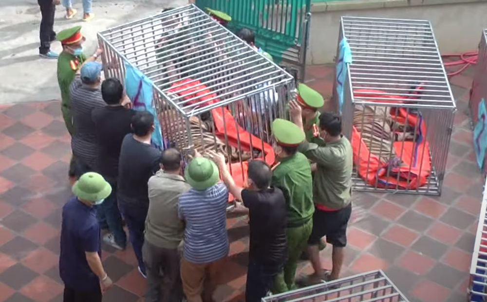 Vụ nuôi nhốt 17 con hổ trong nhà như nuôi heo: Chủ nhà xây tầng hầm rộng cả trăm mét để tránh bị phát hiện-1