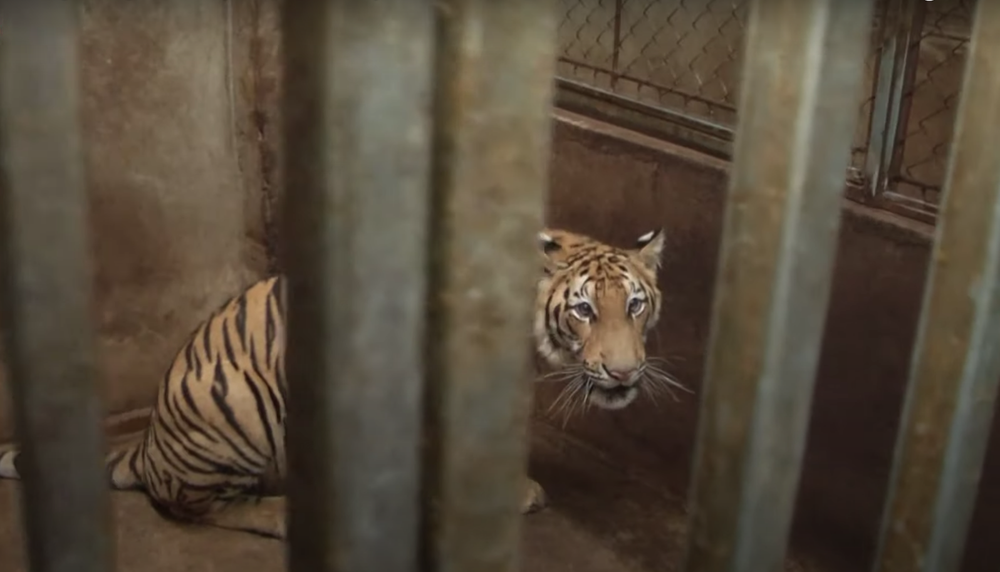 Vụ nuôi nhốt 17 con hổ trong nhà như nuôi heo: Chủ nhà xây tầng hầm rộng cả trăm mét để tránh bị phát hiện-4