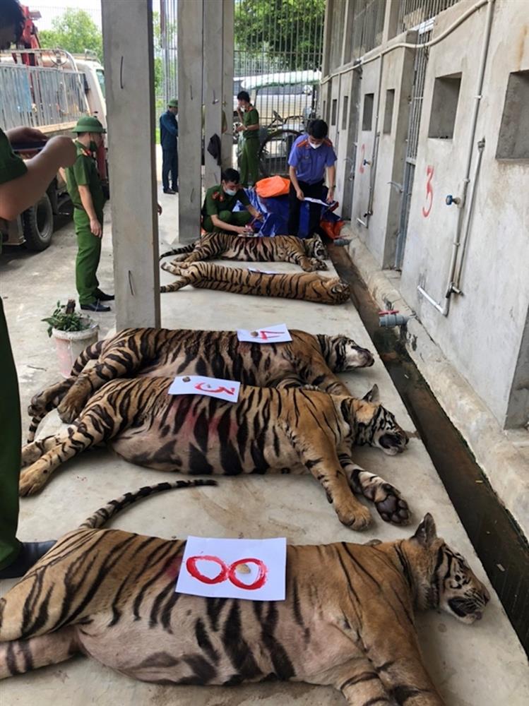 Vụ nuôi nhốt 17 con hổ trong nhà như nuôi heo: Chủ nhà xây tầng hầm rộng cả trăm mét để tránh bị phát hiện-5