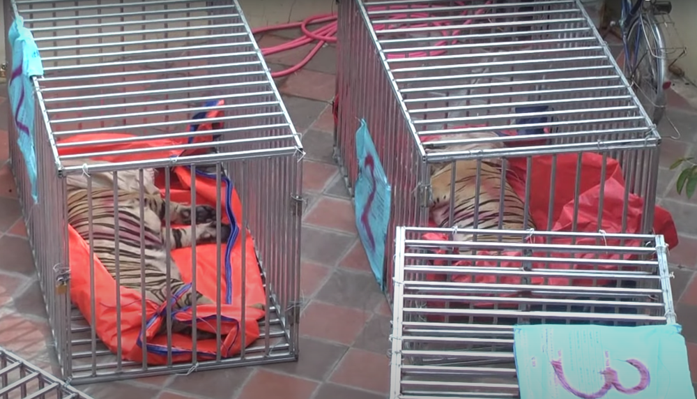 Vụ nuôi nhốt 17 con hổ trong nhà như nuôi heo: Chủ nhà xây tầng hầm rộng cả trăm mét để tránh bị phát hiện-7