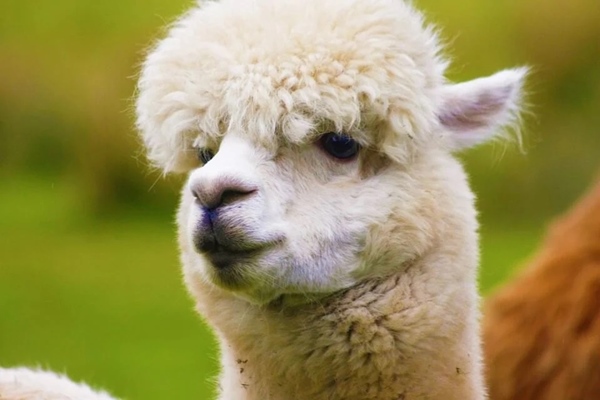 Phát hiện kháng thể chặn được biến chủng Delta-1