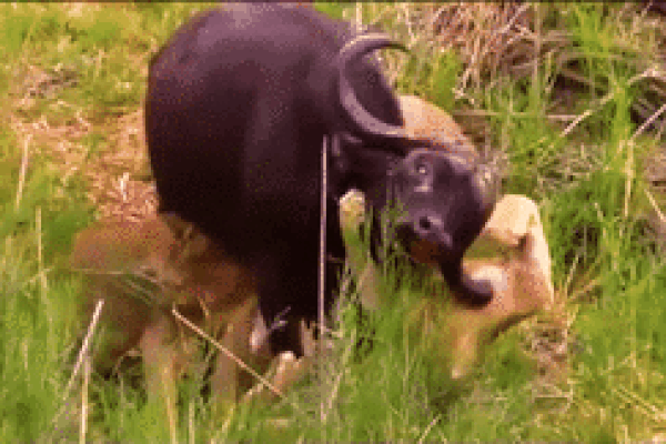 Clip: Trâu rừng nổi điên, húc văng sư tử giải cứu đồng loại và cái kết-1