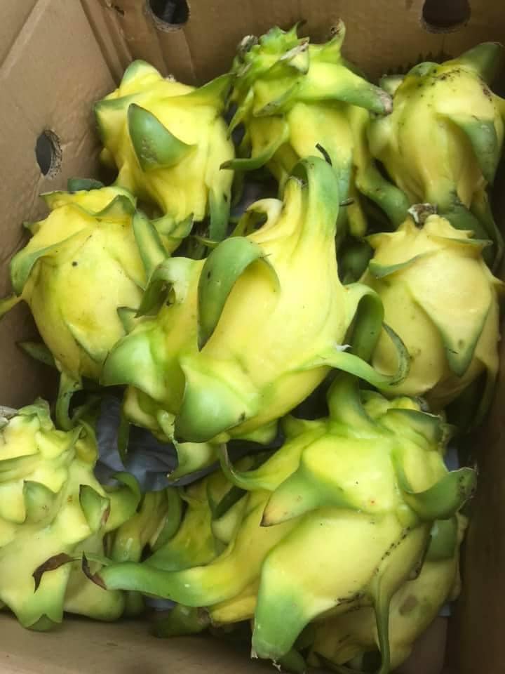 Thanh long vỏ vàng, ruột thơm mùi nhãn, nhiều người tò mò mua ăn thử-1