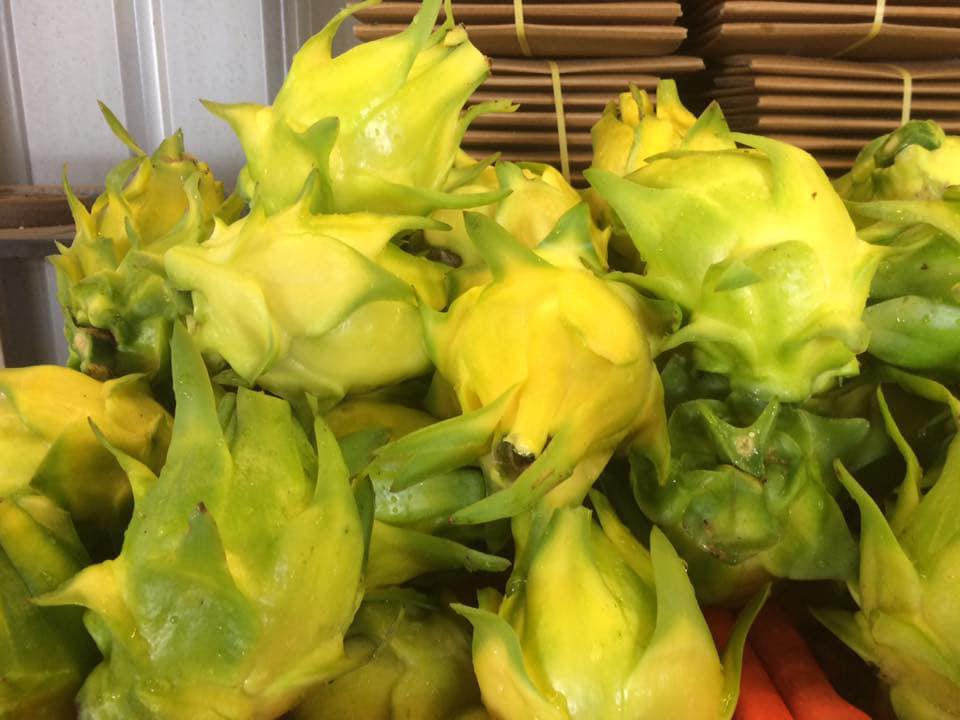 Thanh long vỏ vàng, ruột thơm mùi nhãn, nhiều người tò mò mua ăn thử-2