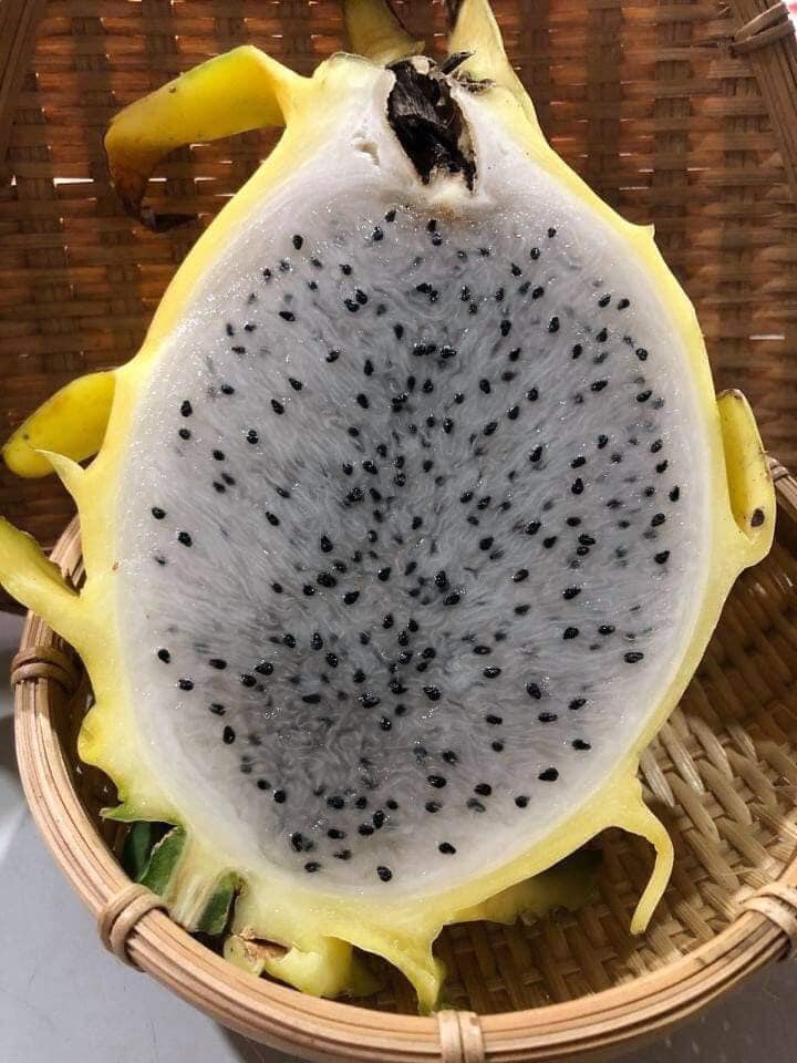 Thanh long vỏ vàng, ruột thơm mùi nhãn, nhiều người tò mò mua ăn thử-3