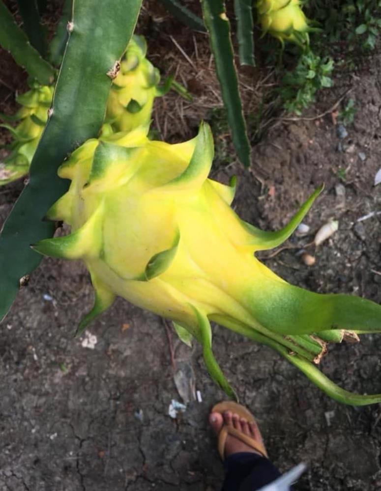 Thanh long vỏ vàng, ruột thơm mùi nhãn, nhiều người tò mò mua ăn thử-4