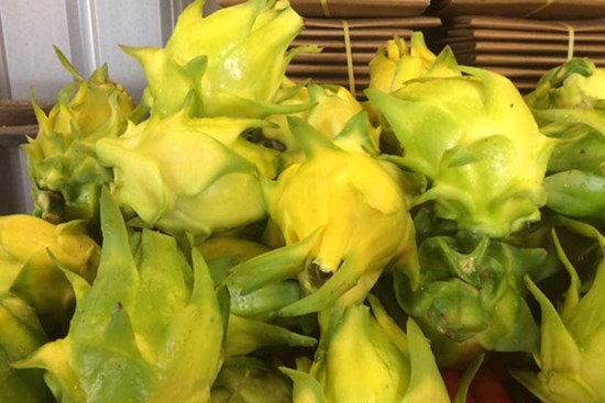 Thanh long vỏ vàng, ruột thơm mùi nhãn, nhiều người tò mò mua ăn thử
