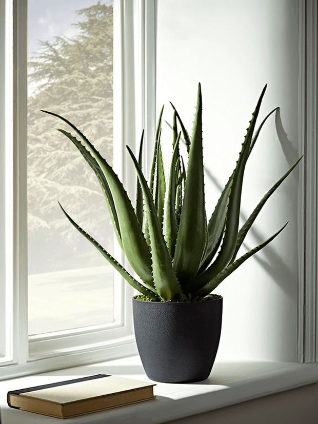 8 loại cây cảnh nổi như cồn nhưng lại bị chuyên gia cảnh báo nguy cơ ngộ độc, trẻ nhỏ hay thú cưng ăn phải đều gay go-4