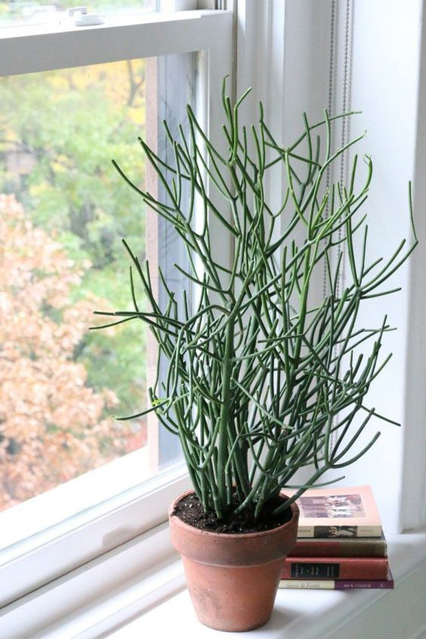 8 loại cây cảnh nổi như cồn nhưng lại bị chuyên gia cảnh báo nguy cơ ngộ độc, trẻ nhỏ hay thú cưng ăn phải đều gay go-7