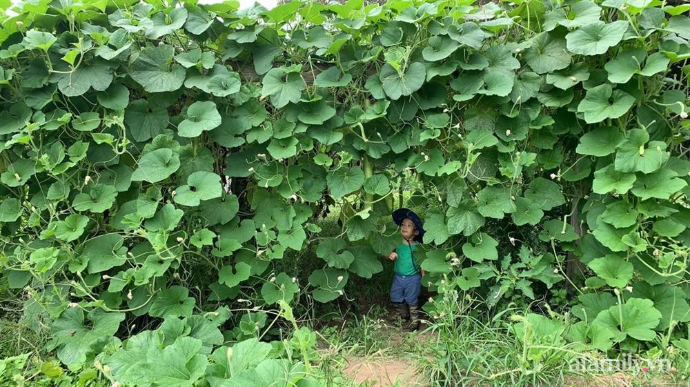 Khu vườn của mẹ Việt sai trĩu rau củ với kích thước khủng-1