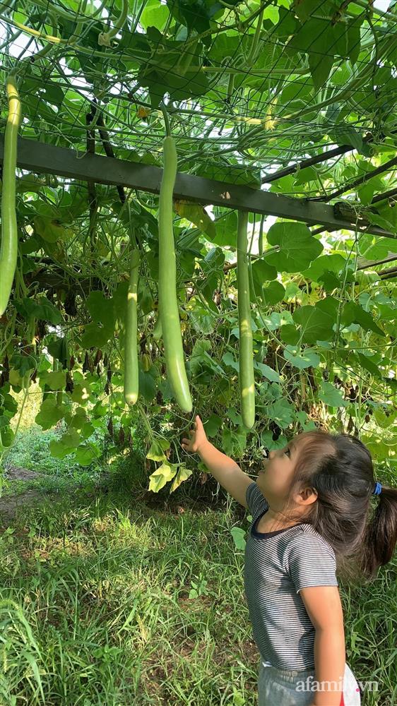 Khu vườn của mẹ Việt sai trĩu rau củ với kích thước khủng-3