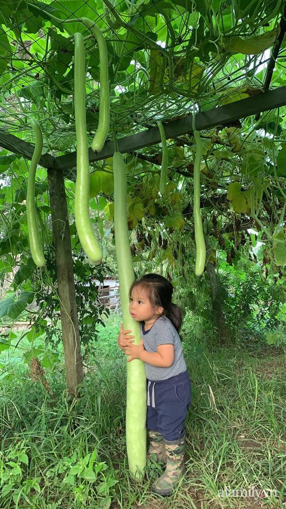 Khu vườn của mẹ Việt sai trĩu rau củ với kích thước khủng-4