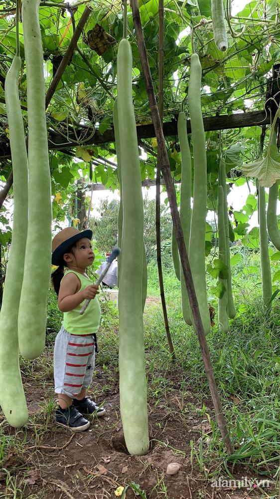 Khu vườn của mẹ Việt sai trĩu rau củ với kích thước khủng-5