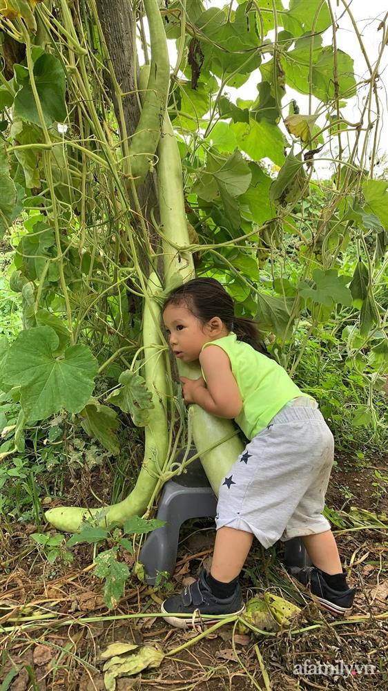 Khu vườn của mẹ Việt sai trĩu rau củ với kích thước khủng-7