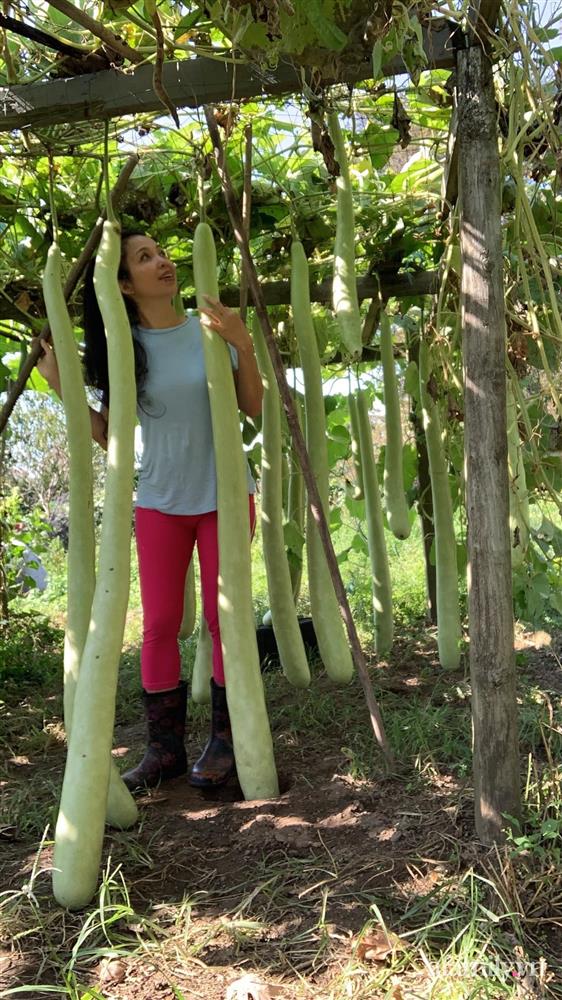 Khu vườn của mẹ Việt sai trĩu rau củ với kích thước khủng-8