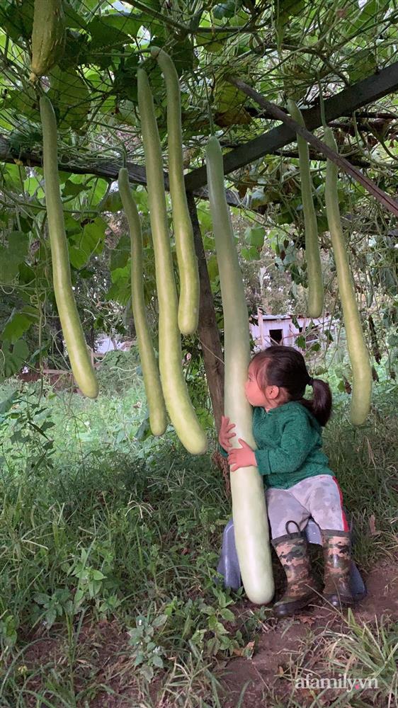Khu vườn của mẹ Việt sai trĩu rau củ với kích thước khủng-9