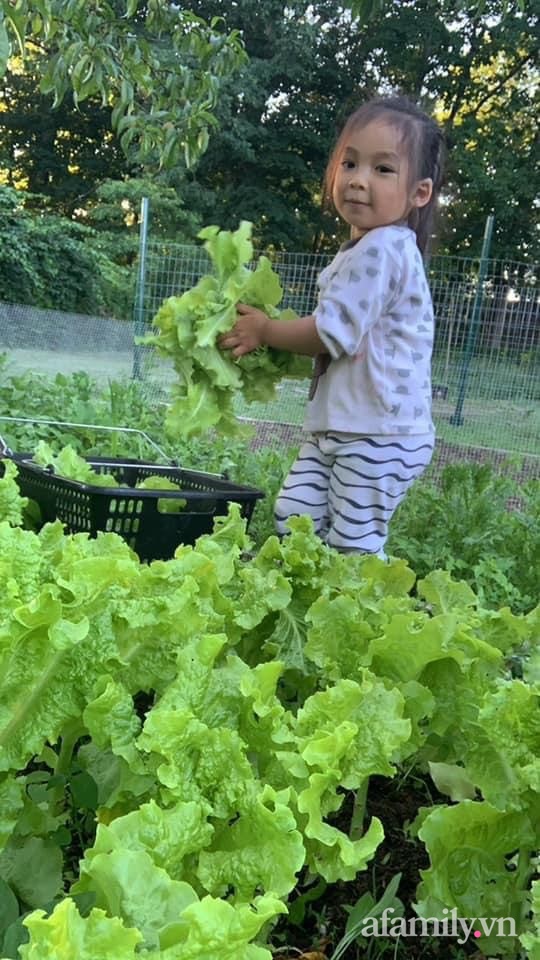 Khu vườn của mẹ Việt sai trĩu rau củ với kích thước khủng-19