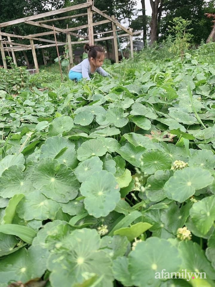 Khu vườn của mẹ Việt sai trĩu rau củ với kích thước khủng-21