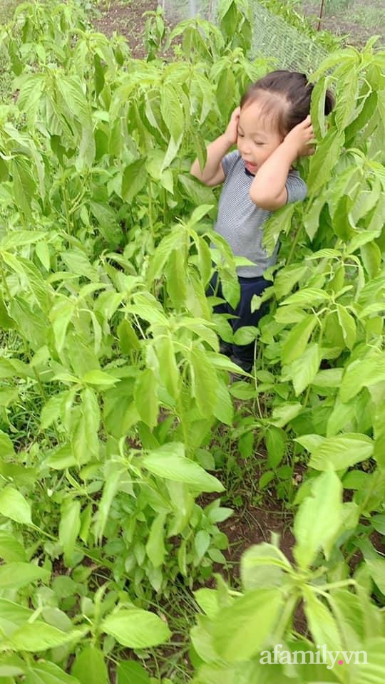 Khu vườn của mẹ Việt sai trĩu rau củ với kích thước khủng-22