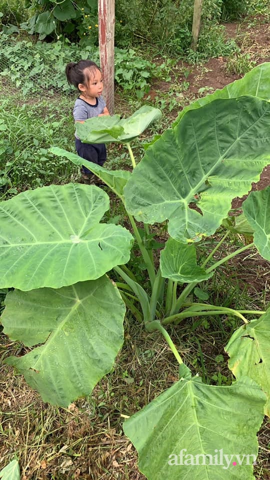 Khu vườn của mẹ Việt sai trĩu rau củ với kích thước khủng-23