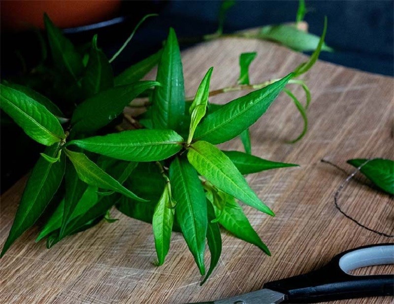 Rau răm ở Việt Nam 2.000 đồng/mớ, sang nước ngoài 250.000 đồng/mớ, còn phải chờ 6-10 ngày mới đến lượt mua-7