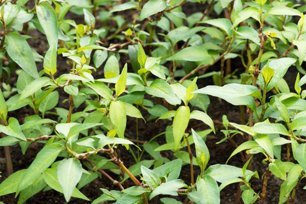 Ăn rau răm có làm yếu sinh lý?-1