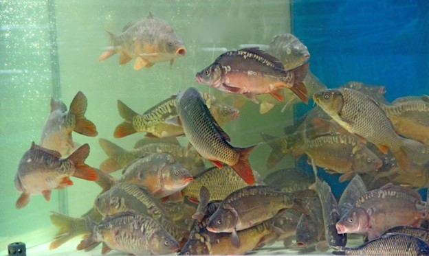 Mách nhỏ chị em cách bảo quản cá tươi tại nhà không lo cá bị ươn-1