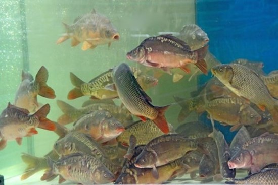 Mách nhỏ chị em cách bảo quản cá tươi tại nhà không lo cá bị ươn