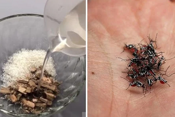 Nhà sạch bóng, không còn dấu vết một con muỗi chỉ nhờ một bát nước tự chế ở góc tường-3