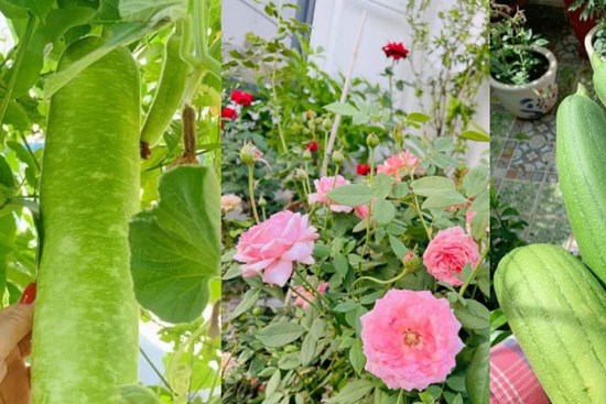 Khoảng sân thượng nhỏ đầy đủ rau sạch và hoa tươi của mẹ đảm ở Sài Gòn
